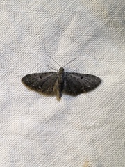 Eupithecia miserulata