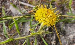 Leucospermum prostratum