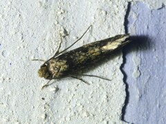 Tineinae