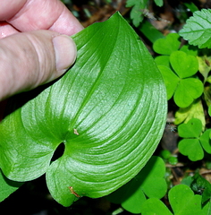 Maianthemum bifolium