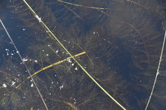Myriophyllum