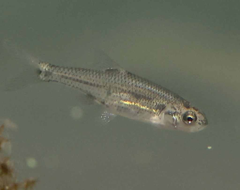Oregon chub (Oregonichthys crameri) — Cyprinidae