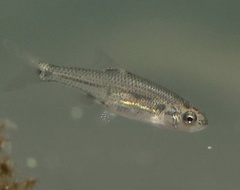 Oregonichthys crameri
