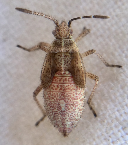 Raudonmargė kampuotblakė nuotrauka