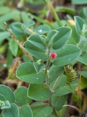 Indigofera cordifolia