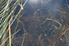 Utricularia macrorhiza