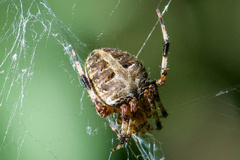 Neoscona arabesca