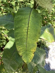 Asclepias syriaca