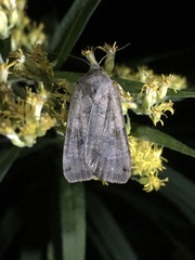 Xestia smithii