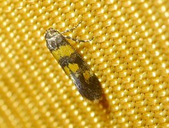 Chrysoesthia sexguttella