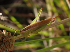 Conocephalus fuscus