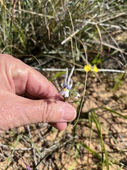 Nemesia cheiranthus