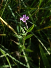 Epilobium palustre