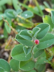 Indigofera cordifolia