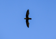 Chaetura pelagica