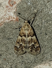 Noctueliopsis