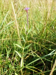 Epilobium palustre