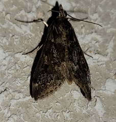 Loxostege allectalis