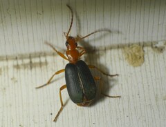 Brachinus
