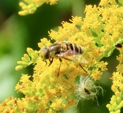 Eristalis stipator