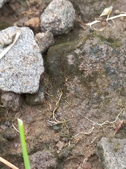 Tetramorium walshi