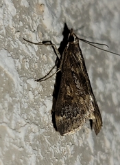 Loxostege allectalis