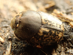 Onthophagus nuchicornis