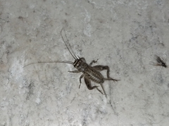 Eumodicogryllus bordigalensis
