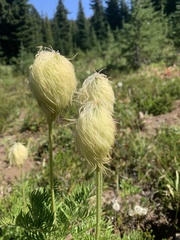 Pulsatilla occidentalis