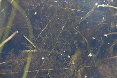 Utricularia macrorhiza