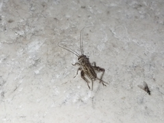 Eumodicogryllus bordigalensis
