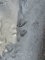 Oregonichthys crameri