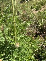 Pulsatilla occidentalis