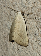 Bagisara buxea