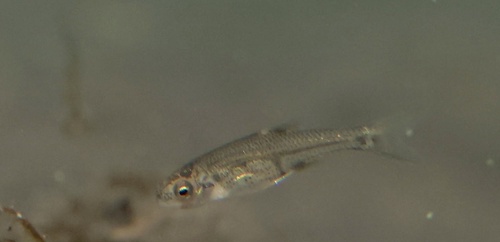 Oregon-kopvoorn (Oregonichthys crameri) — Cyprinidae — 5