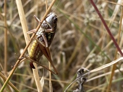 Roeseliana roeselii