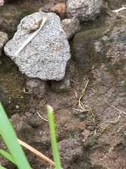Tetramorium walshi