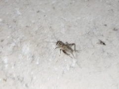 Eumodicogryllus bordigalensis