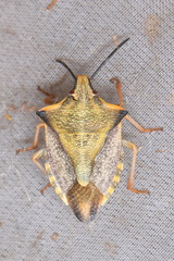 Carpocoris mediterraneus atlanticus