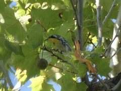 Setophaga dominica