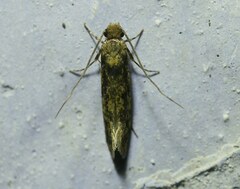 Tineinae