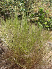 Cytisus scoparius