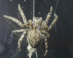 Larinioides ixobolus