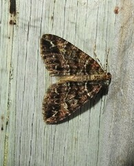 Pseudocoremia productata