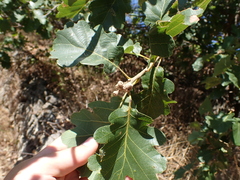 Quercus pubescens