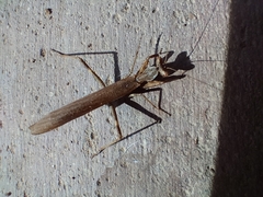 Ameles spallanzania