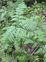 Pteridium aquilinum pubescens