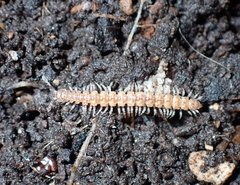 Polydesmus