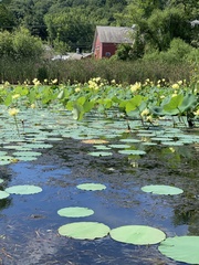 Nelumbo lutea