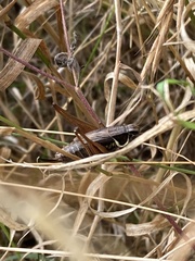 Roeseliana roeselii